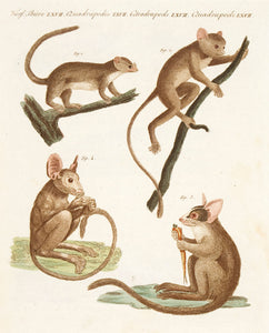 Different Species of Macaucos. (Quadrupeds. LXVII