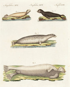 Several Kinds of Seals. (Amphibies. XVI
