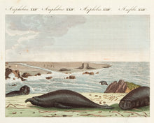Load image into Gallery viewer, The Proposcis-Seal. (Amphibia. XXIV