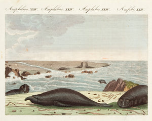 The Proposcis-Seal. (Amphibia. XXIV