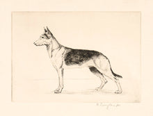 Load image into Gallery viewer, German Shepherd