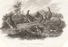 Load image into Gallery viewer, Covey of Partridges