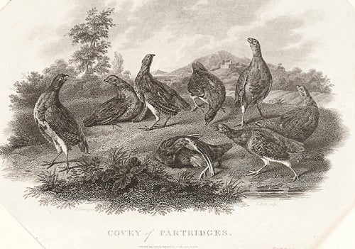 Covey of Partridges