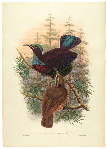 Ptilorhis victoriae, Rifle-bird, Queen Victoria's