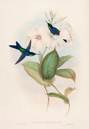 Wood-Nymph Refulgent. (Thalurania Refulgens