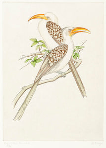 Red-billed Hornbill. (Tockus erythrorphynchus