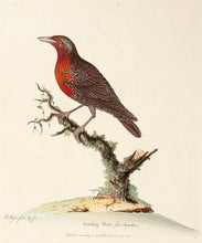 Load image into Gallery viewer, Starling Male