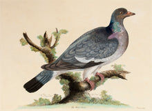Load image into Gallery viewer, The Ring-Dove