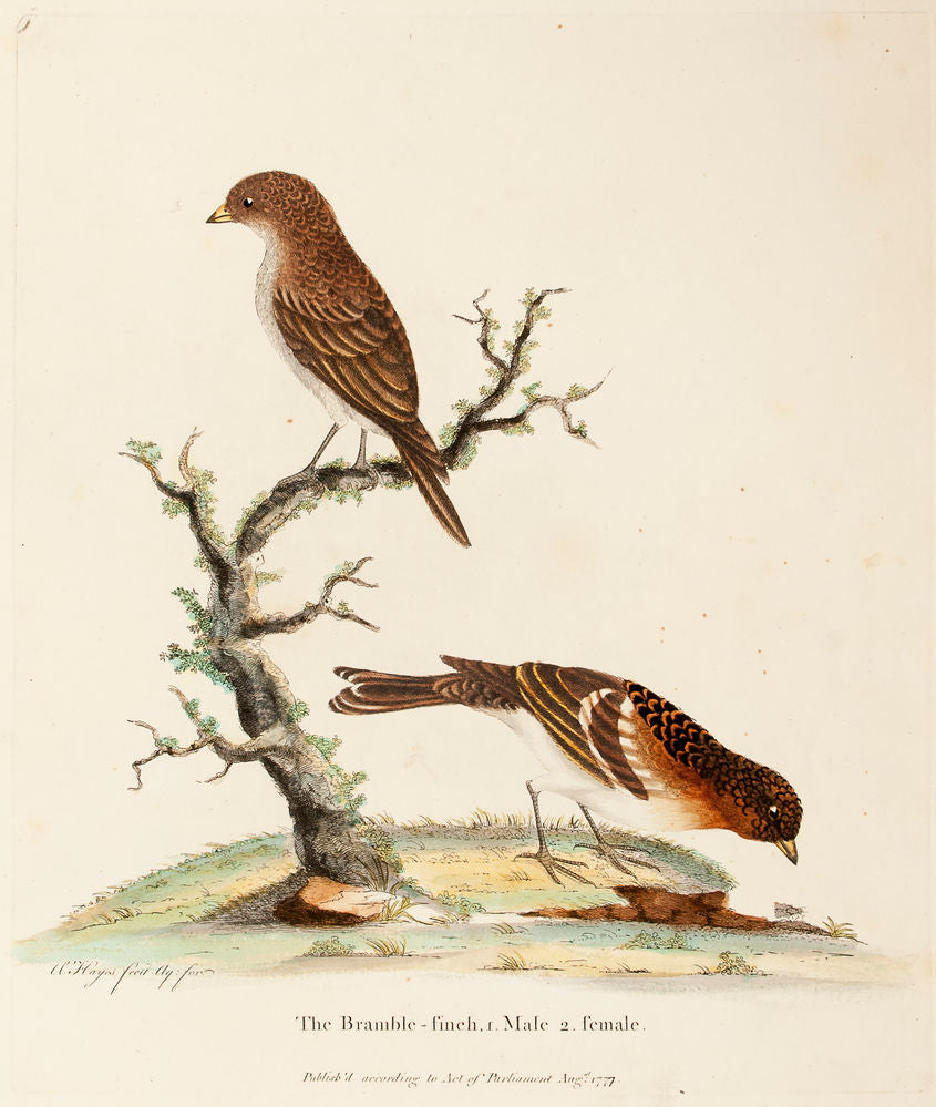 The Bramble-Finch, 1. Male 2. Female