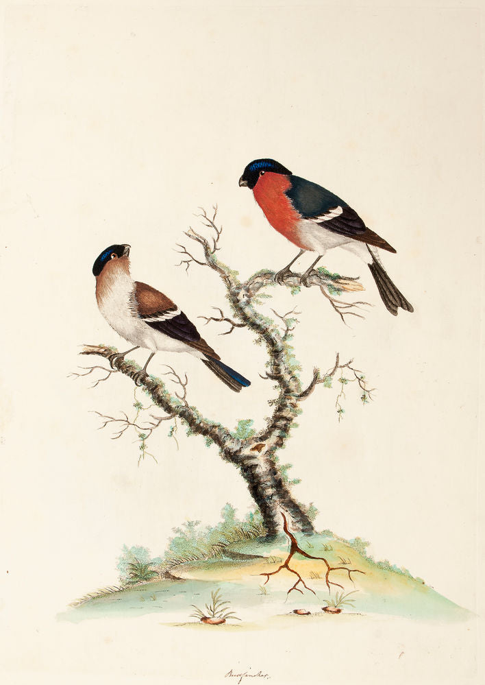 Bullfinches