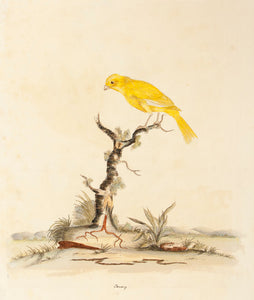 Canary