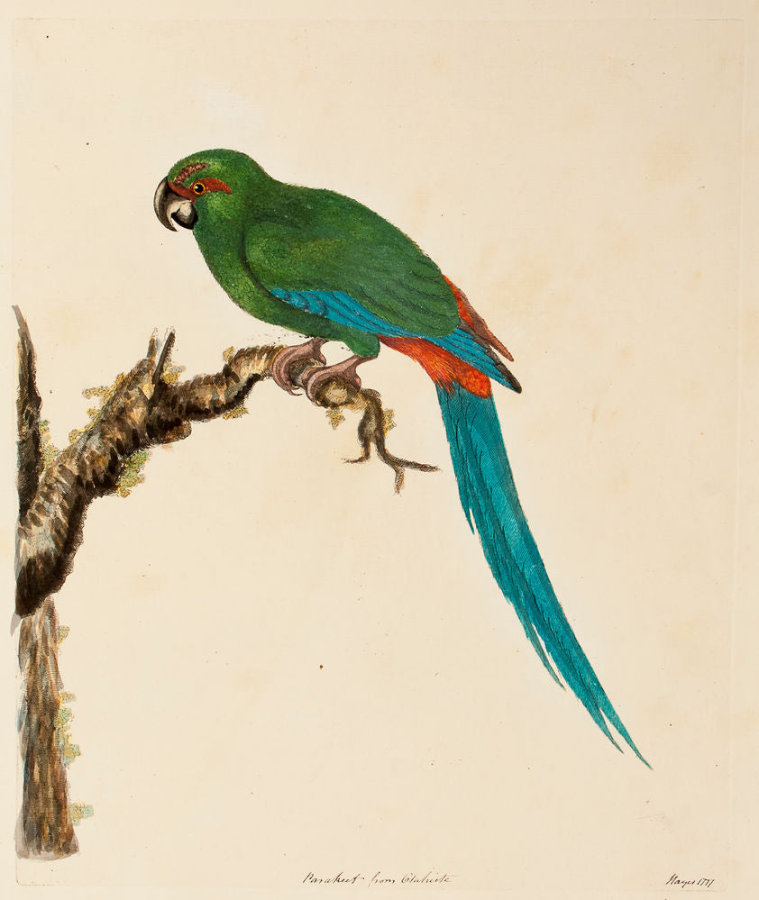 Parakeet from Glaheite (New Hebrides