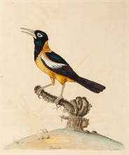 Load image into Gallery viewer, Baltimore Oriole