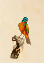 Load image into Gallery viewer, Painted Bunting