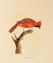 Load image into Gallery viewer, Virginian Grosbeak