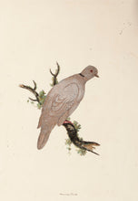 Load image into Gallery viewer, American Turtledove