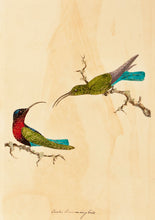 Load image into Gallery viewer, Greater Hummingbirds