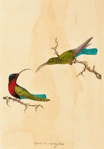 Greater Hummingbirds