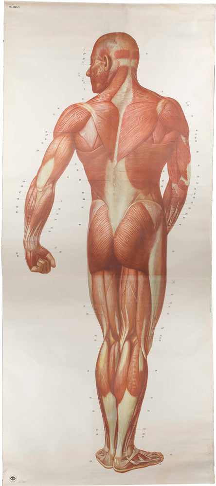 Die Muskeln des Menschen