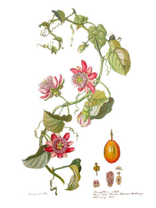 Flowers of the Brazilian Forests Collected and Painted by Margaret Mee …