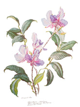 Load image into Gallery viewer, Flowers of the Brazilian Forests Collected and Painted by Margaret Mee …