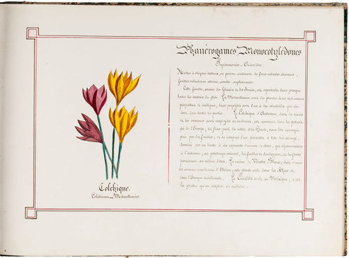 Botanical Album with Original Illustrations of Flowers