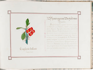 Botanical Album with Original Illustrations of Flowers