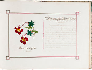 Botanical Album with Original Illustrations of Flowers