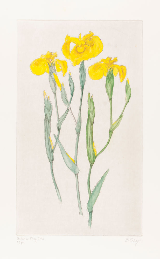 Yellow Flag Iris. (Iris pseudacorus