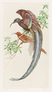 Great Sicle-billed Bird of Paradise. (Epimachus speciosus