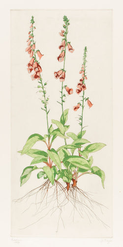 Foxglove