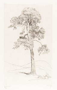 Scots Pine