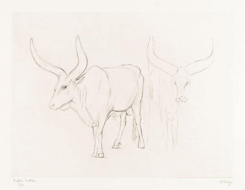 Ankole Watusi Cattle