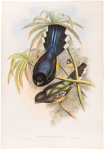 Load image into Gallery viewer, Black-headed Trogon. [Trogon Melanocephalus
