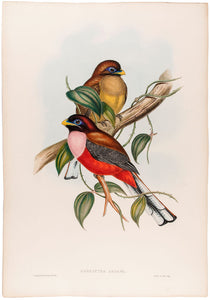 Rosy-breasted Trogon. [Harpactes Ardens