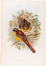 Load image into Gallery viewer, Mountain Trogon. [Harpactes Oreskios