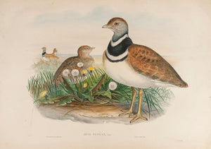 Little Bustard. (Otis Tetrax