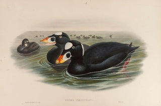 Surf Scoter. (Oidemia Perspicillata