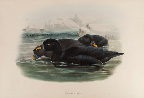 Scoter. (Oidemia Nigra