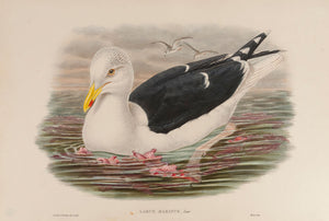 Great Black-backed Gull. (Larus Marinus