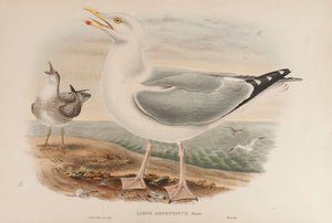 Herring Gull. (Larus Argentatus
