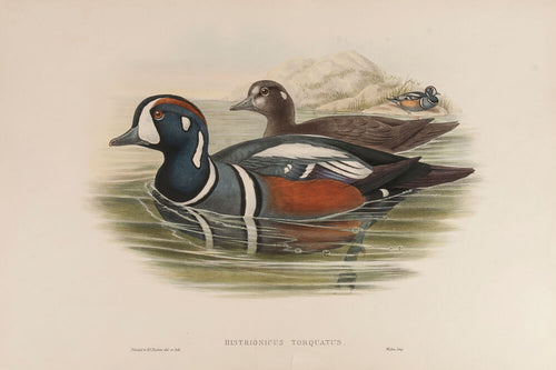 Harlequin Duck. (Histrionicus Torquatus