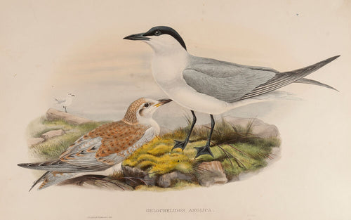 Gull-billed Tern. (Gelochelidon Anglica