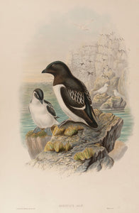 Little Auk. (Mergulus Alle