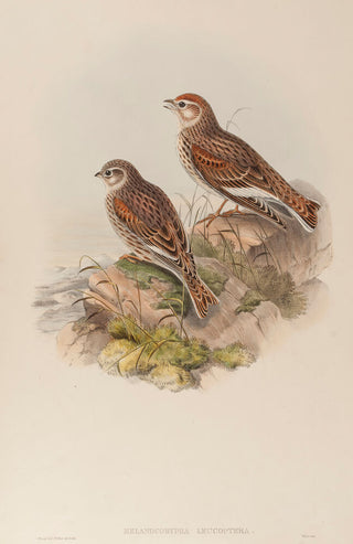 White-winged Lark. (Melanocorypha Leucoptera