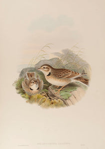 Calandra Lark. (Melanocorypha Calandra
