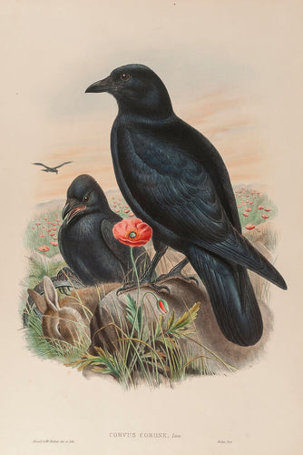 Carrion Crow. (Corvus Corone