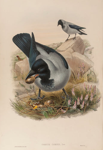 Hooded Crow. (Corvus Cornix