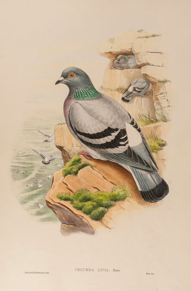 Rock Pigeon. (Columba Livia