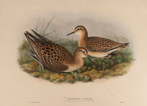 Ruff and Reeve in the plumage of the first Autumn. (Machetes